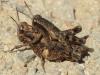 Pezotettix giornae